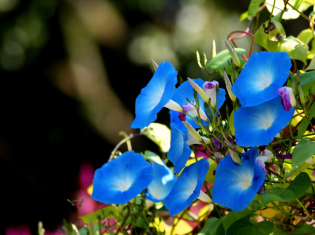 Обои картинки фото цветы, вьюнки, ипомеи, ипомея, голубой