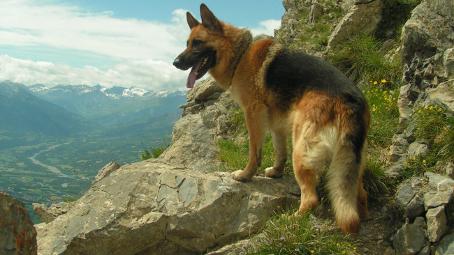 Обои картинки фото животные, собаки, собака, немецкая, овчарка, горы, камни