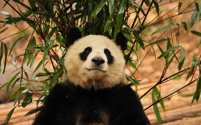 Обои картинки фото животные, панды, листья, зелень, панда