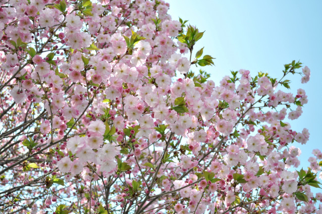 Обои картинки фото цветы, сакура, вишня, розовый, нежность