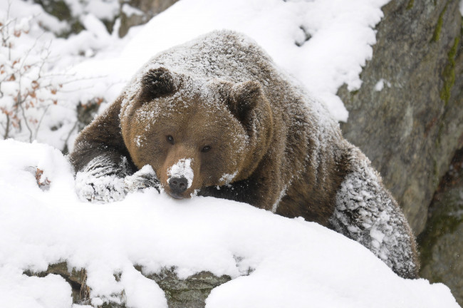 Обои картинки фото животные, медведи, снег, зима