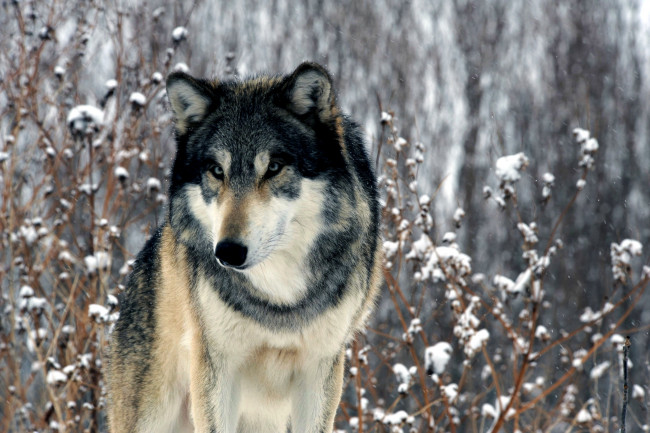 Обои картинки фото животные, волки, хищник, зима