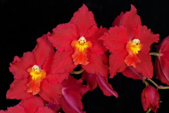 Обои картинки фото цветы, орхидеи, ветка, красный