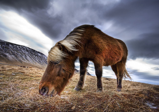 Обои картинки фото животные, лошади, horse