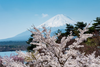 Картинка природа горы сакура фудзияма