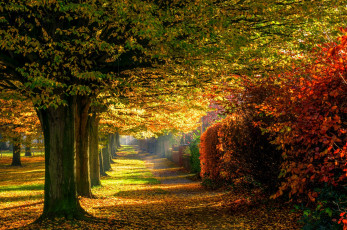 Картинка природа парк осень листья дорога лес деревья