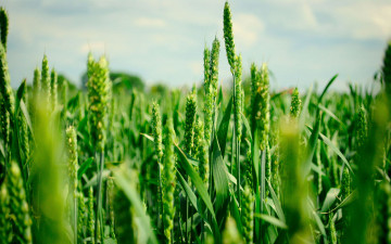 Картинка природа поля зеленые колосья пшеница лето поле