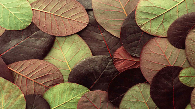 Обои картинки фото природа, листья, осень, цвет, лист
