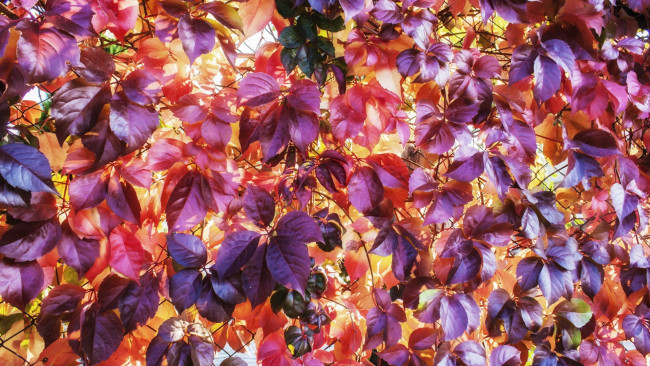 Обои картинки фото природа, листья, осень, цвета