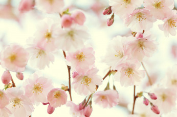 Картинка цветы сакура +вишня макро весна нежность