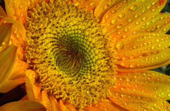 Картинка цветы подсолнухи солнце желтый подсолнух макро яркий лепестки капли