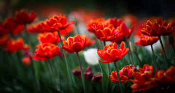 Картинка цветы тюльпаны весна