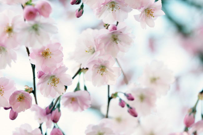 Обои картинки фото цветы, сакура,  вишня, макро, весна, нежность