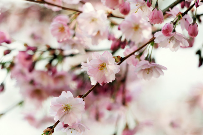Обои картинки фото цветы, сакура,  вишня, макро, весна, нежность