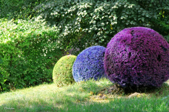 Картинка природа парк лето трава кусты шары