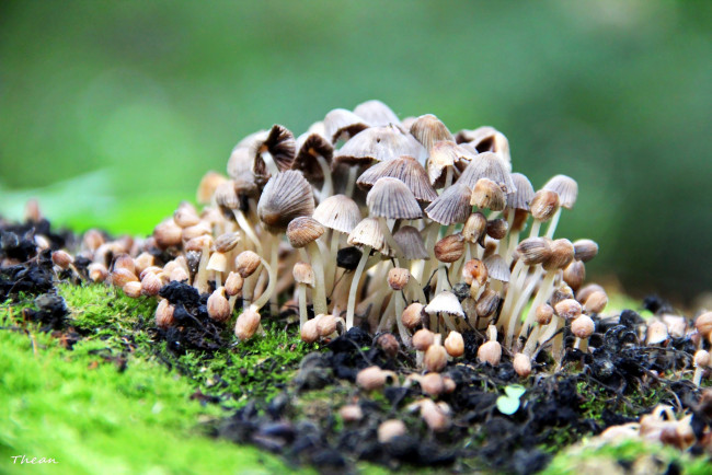 Обои картинки фото природа, грибы, мелкие, много, семейка