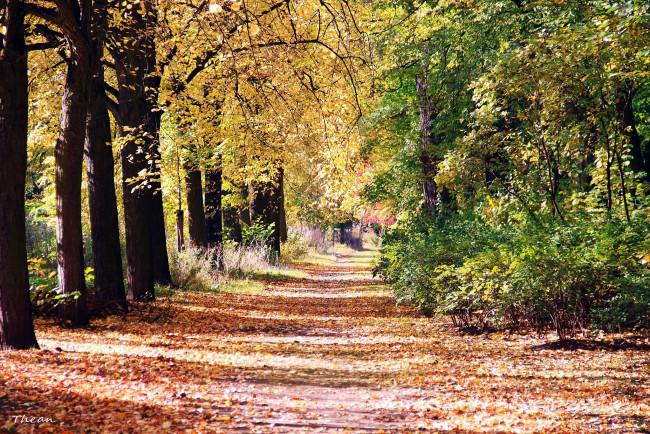 Обои картинки фото природа, парк, аллея, осень, деревья, листья