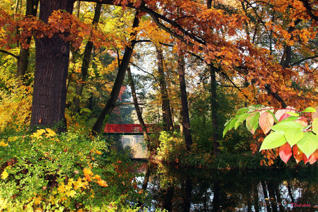 Обои картинки фото природа, парк, водоем, мостик, деревья, осень