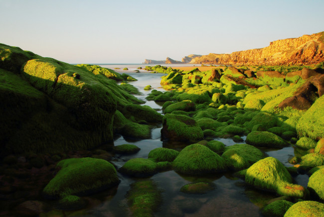 Обои картинки фото природа, побережье, водоросли, камни, скалы, море, небо