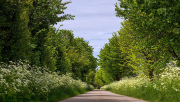 Картинка природа дороги лето дорога деревья цветы