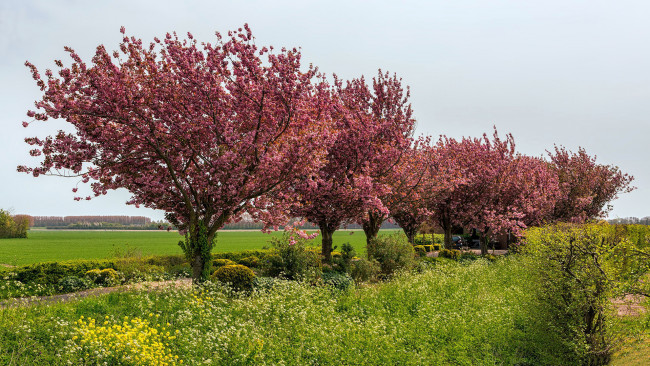 Обои картинки фото природа, деревья, трава, весна, цветущие