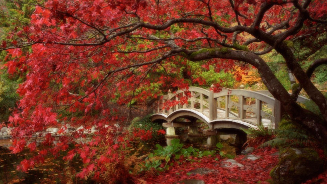 Обои картинки фото природа, парк, мостик, осень, японский, сад