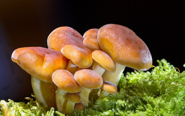 Обои картинки фото природа, грибы, растет, в, зеленом, мху, семейство, грибов