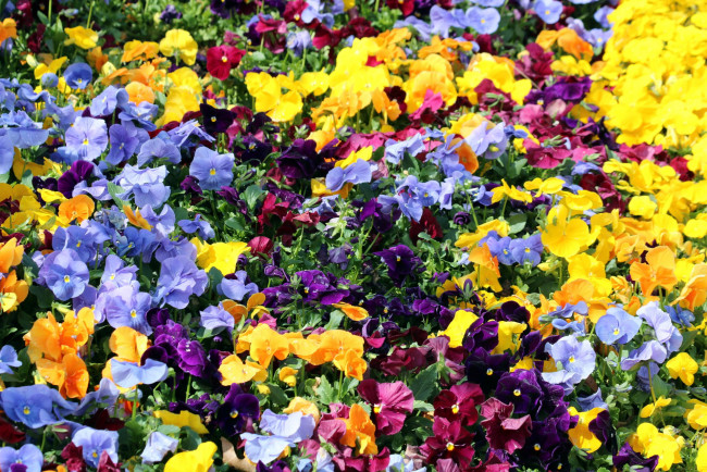 Обои картинки фото цветы, анютины глазки , садовые фиалки, разноцветные