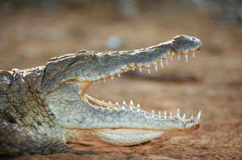 Картинка животные крокодилы крокодил пасть