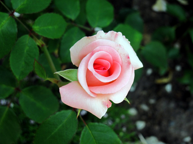 Обои картинки фото цветы, розы, розовая, роза, бутон, макро
