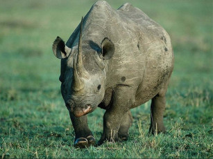 обоя носорог, животные, носороги