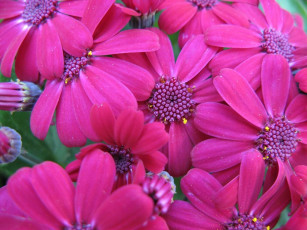 Картинка цветы цинерария