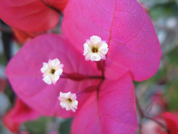 Обои картинки фото цветы, бугенвиллея