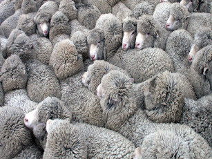 Картинка животные овцы бараны