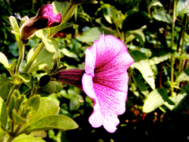 Обои картинки фото цветы, петунии, калибрахоа