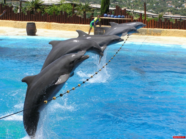 Обои картинки фото дельфинов, животные, дельфины