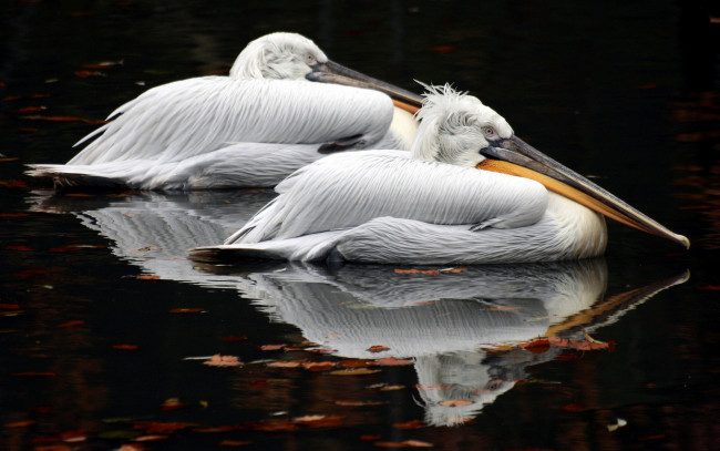 Обои картинки фото животные, пеликаны