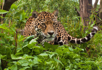 Картинка животные Ягуары лес трава