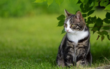 Картинка животные коты трава