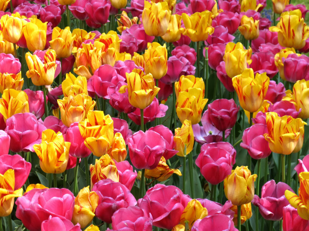 Обои картинки фото цветы, тюльпаны, розовый, желтый, много
