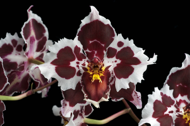 Обои картинки фото цветы, орхидеи, пятнистый, экзотика
