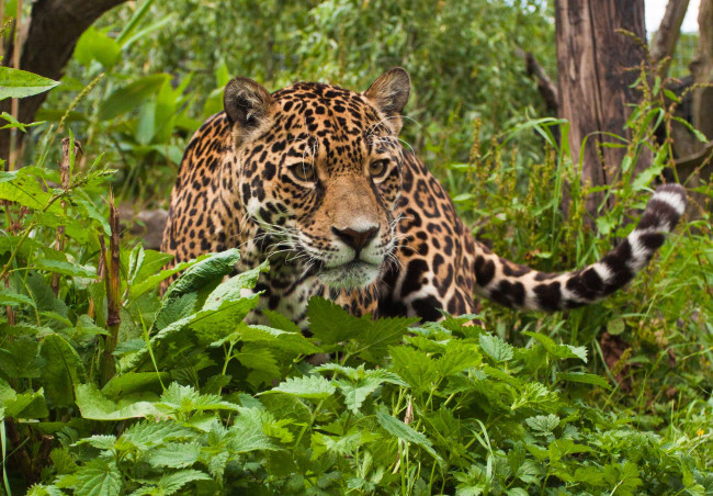 Обои картинки фото животные, Ягуары, лес, трава