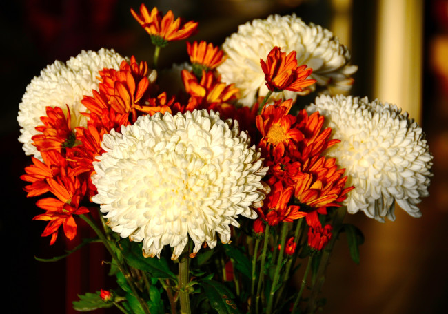 Обои картинки фото цветы, хризантемы, белый, оранжевый