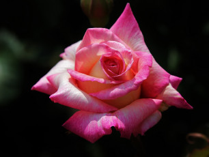 Картинка цветы розы розовая фон макро роза