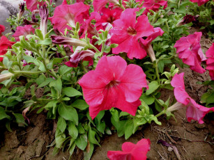 Картинка цветы петунии +калибрахоа розовый