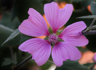 Картинка цветы мальвы лепестки розовый цветок макро мальва