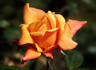 Картинка цветы розы роза оранжевая лепестки макро