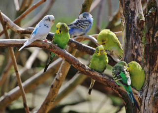 Картинка животные попугаи разноцветные птицы волнистые ветки дерево