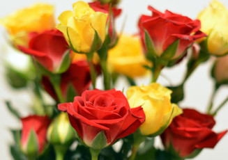 Картинка цветы розы разноцветные букет
