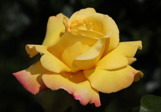 Картинка цветы розы макро фон роза жёлтая